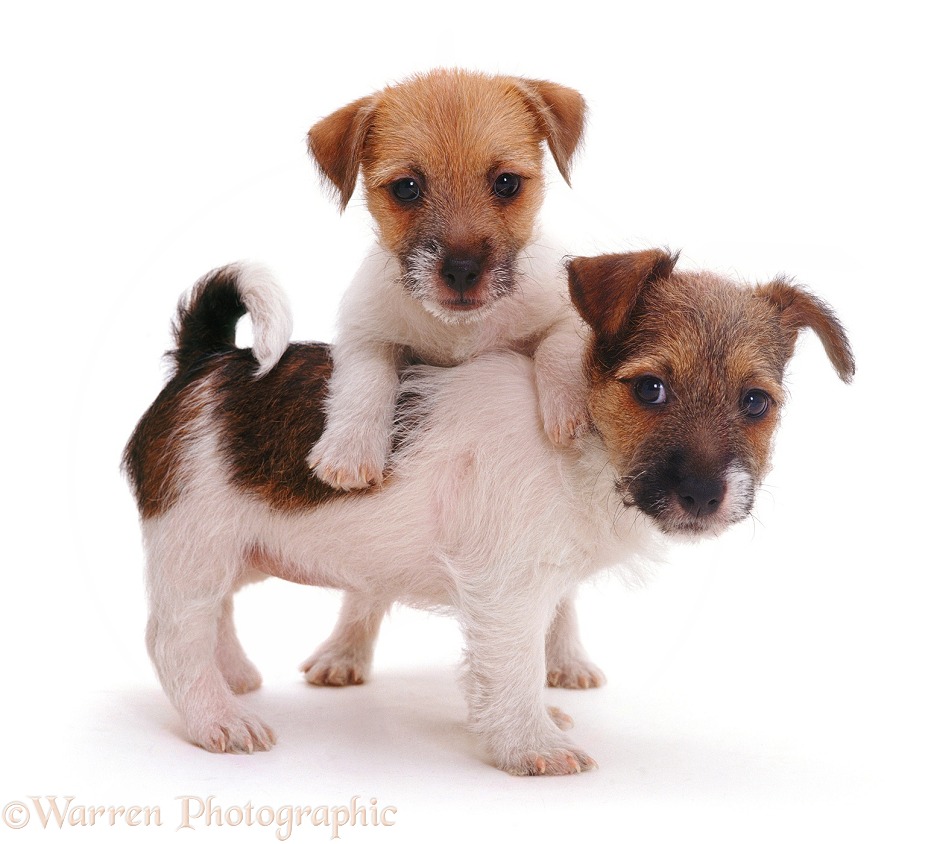 Jack Russell Terrier pups Gina and Geri, white background