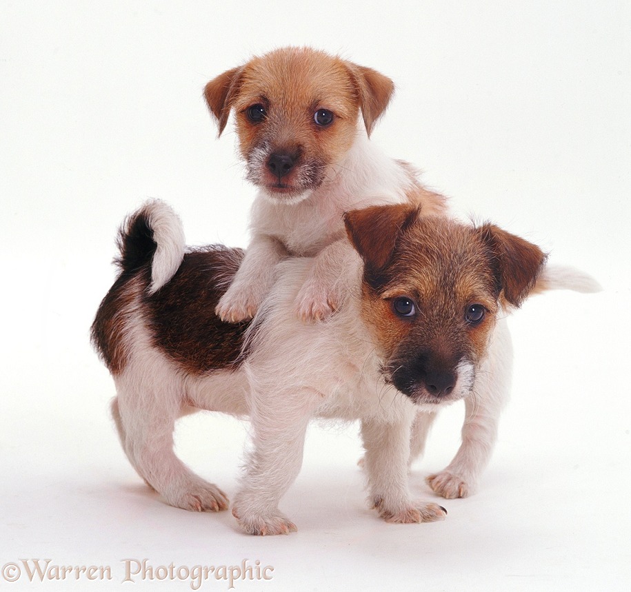 Jack Russell Terrier pups Gina and Geri, white background