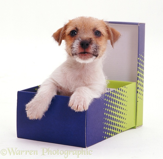 Jack-in-a-box - Jack Russell Terrier pup Gina in a shoe box, white background