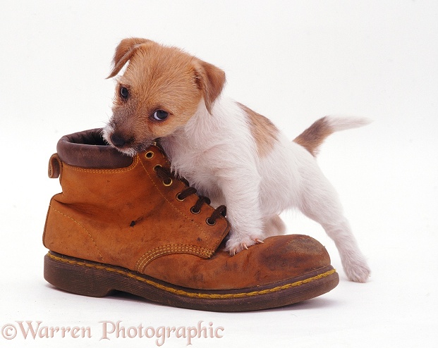 Jack Russell Terrier pup Gina inspecting a shoe, white background