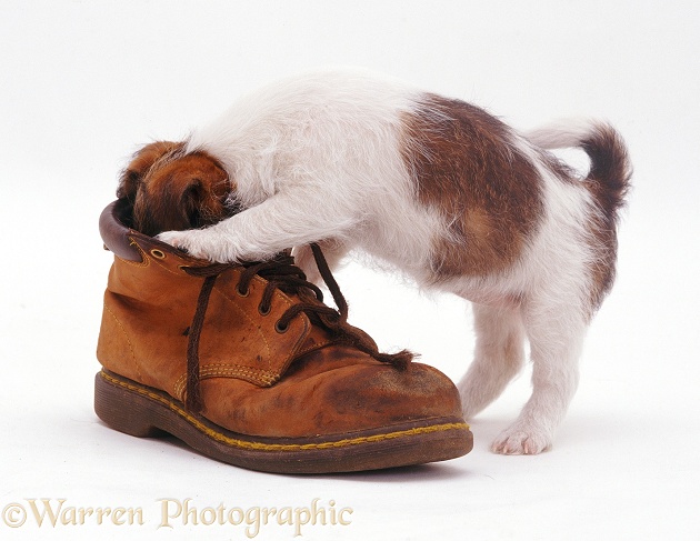 Jack Russell pup inspecting a shoe, white background