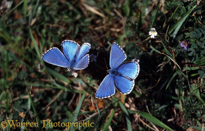 Adonis Blue Butterflies (Lysandra bellargus) feeding on Eyebright