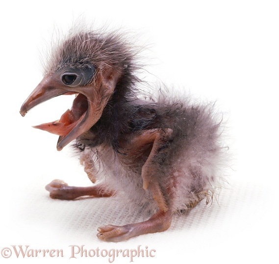 Black-crowned Night Heron (Nycticorax nycticorax) chick, 3 days old, yawning, white background