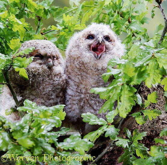 Fledgling Tawny Owls (Strix aluco), one yawning, among oak leaves