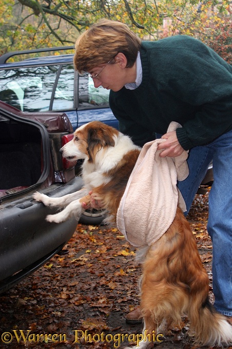 Hazel using a towel to help elderly Border Collie bitch, Lark, into a car