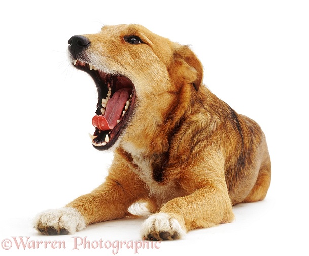 Lakeland Terrier x Border Collie bitch Bess yawning, white background