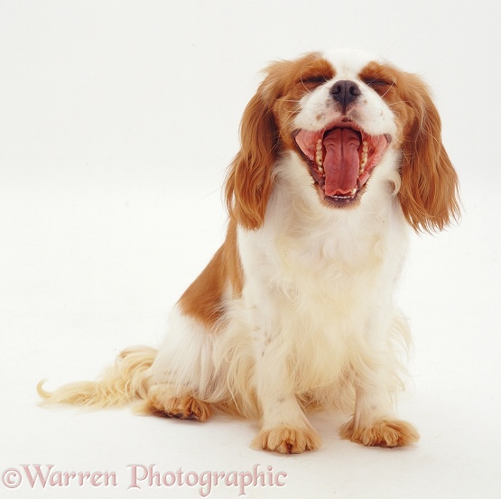 Cavalier King Charles Spaniel yawning, white background