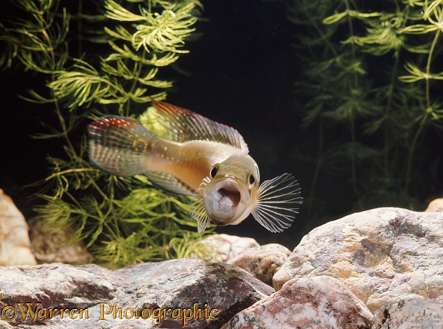 Female Pike Cichlid (Crenicichla lepidota) attacking with open mouth.  Amazon to N. Argentina