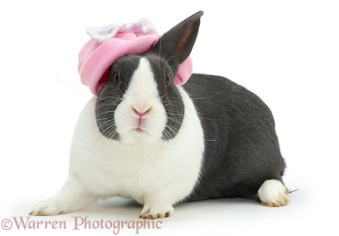 Rabbit in pink hat, white background