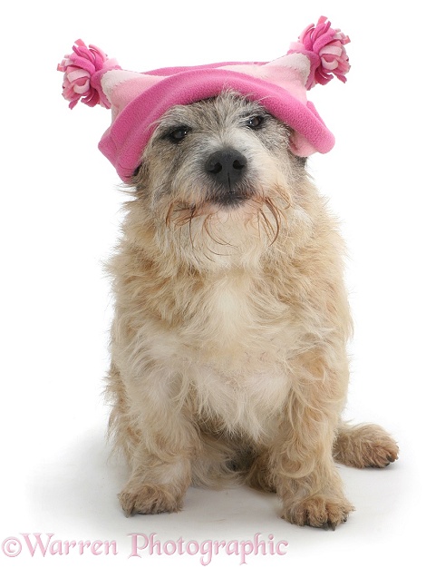 Patterdale x Jack Russell Terrier Jorge wearing a pink hat, white background