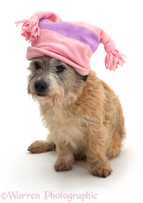 Patterdale x Jack Russell Terrier Jorge wearing a pink hat, white background