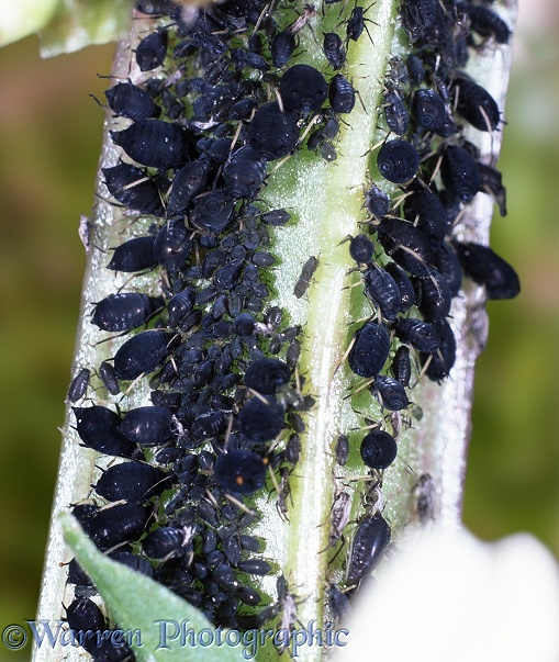 Black Bean Aphids (Aphis fabae) on a broad bean stem