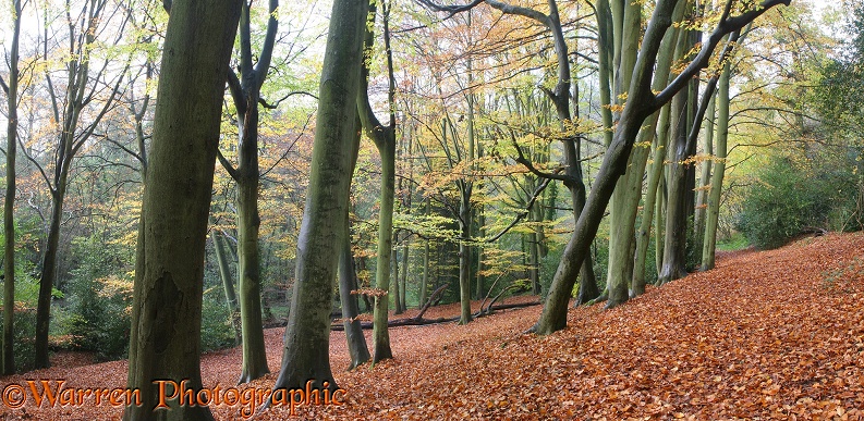 Autumnal beech woodland.  Surrey, England