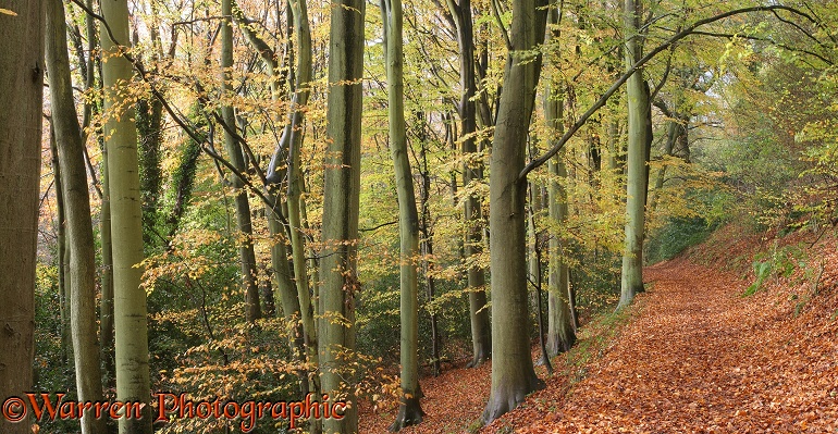 Autumnal beech woodland.  Surrey, England