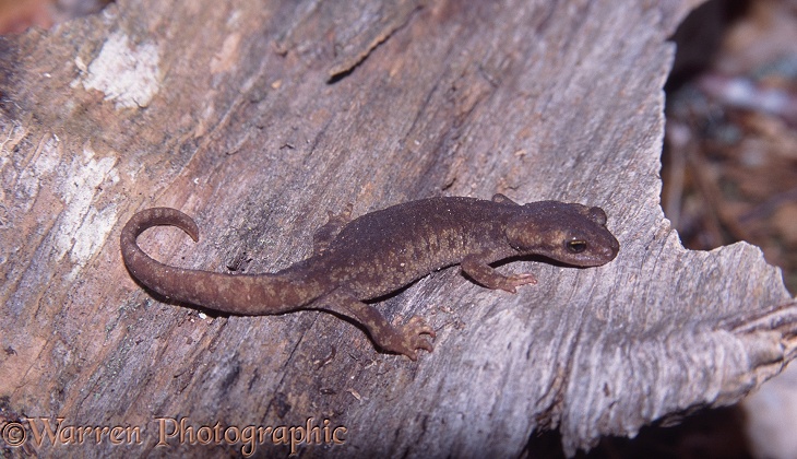 Corsican Mountain Salamander (Euproctus monatnus).  Corsica