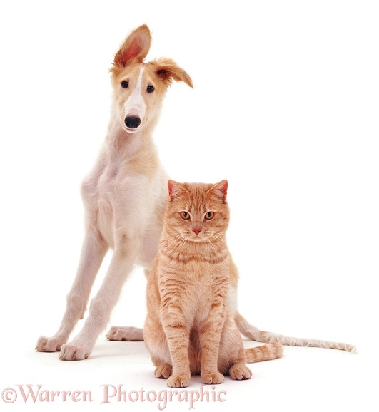 Borzoi pup Aloyisous, 10 weeks old, and Cream British Shorthair male cat Horatio, white background