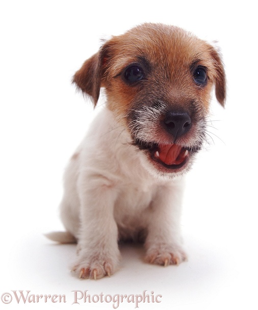 Rough-coated Jack Russell Terrier pup Gina, white background