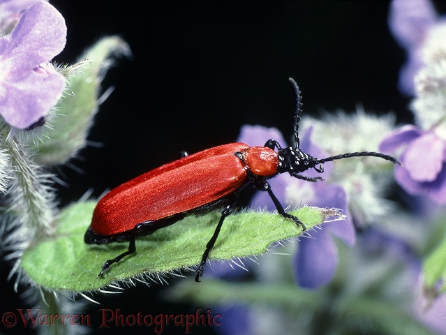 Cardinal Beetle (Pyrochroa coccinea) on Green Alkanet.  Europe