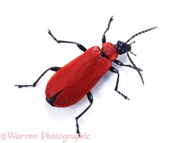 Cardinal Beetle (Pyrochroa coccinea), white background