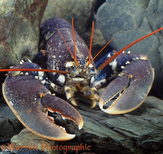 European Lobster (Homarus vulgaris)