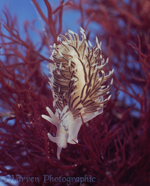 Grey Sea Slug (Aeolidia papillosa).  Atlantic coasts