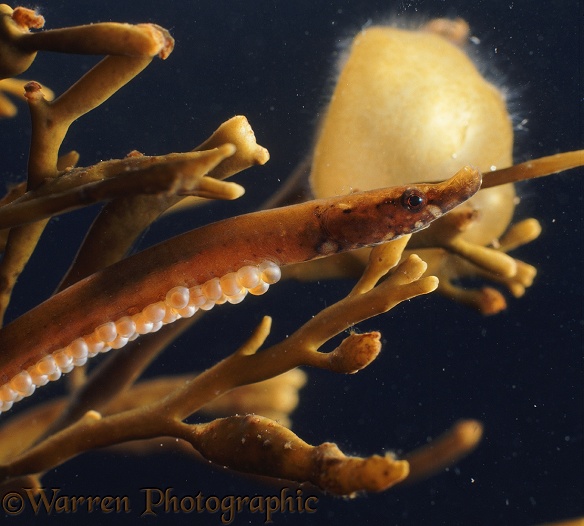Worm Pipefish (Nerophis lumbriciformis) male carrying eggs.  Atlantic coasts