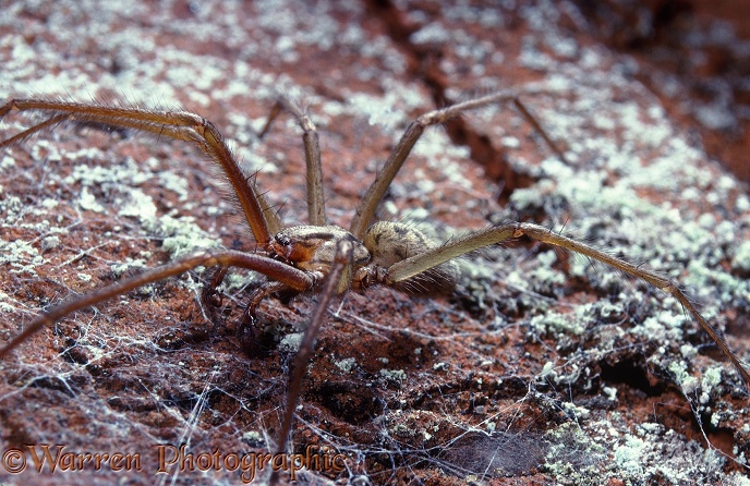 House Spider (Tegenaria sp.) male on a wall.  Worldwide