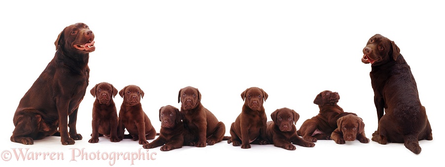 Chocolate Labrador family, white background