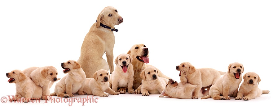 Yellow Labrador family, white background