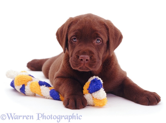 Chocolate Labrador pup with ragger toy, white background