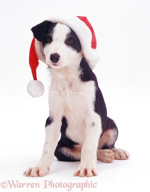 Border Collie pup Harry wearing a Santa hat, white background