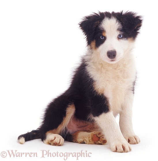 Border Collie pup Ishmael, white background