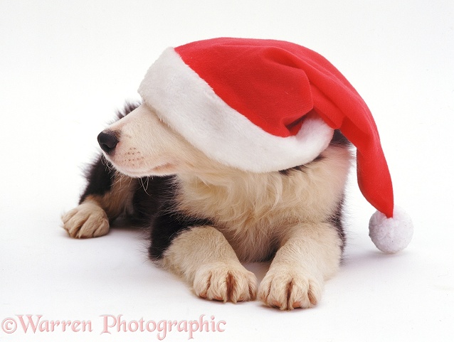 Border Collie pup Ishmael wearing a Santa hat, white background