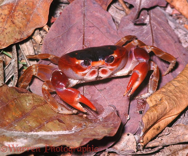 Common Land Crab (Gecarcinus ruricola). Barbados, West Indies