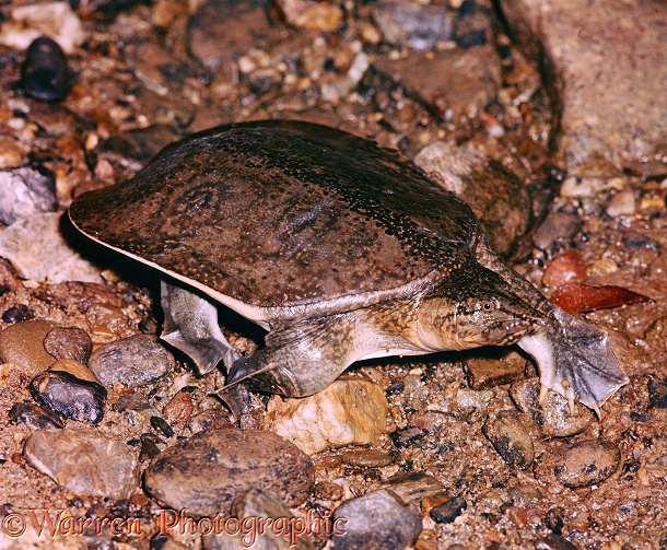 Chinese Soft-shell Turtle (Pelodiscus [Trionyx] sinensis). East and South-east Asia