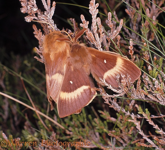 Oak Eggar Moth (Lasiocampa quercus) pair, male with wings spread.  Europe
