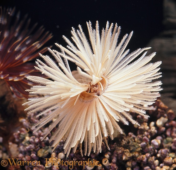 Featherduster worm (unidentified). Tropical seas