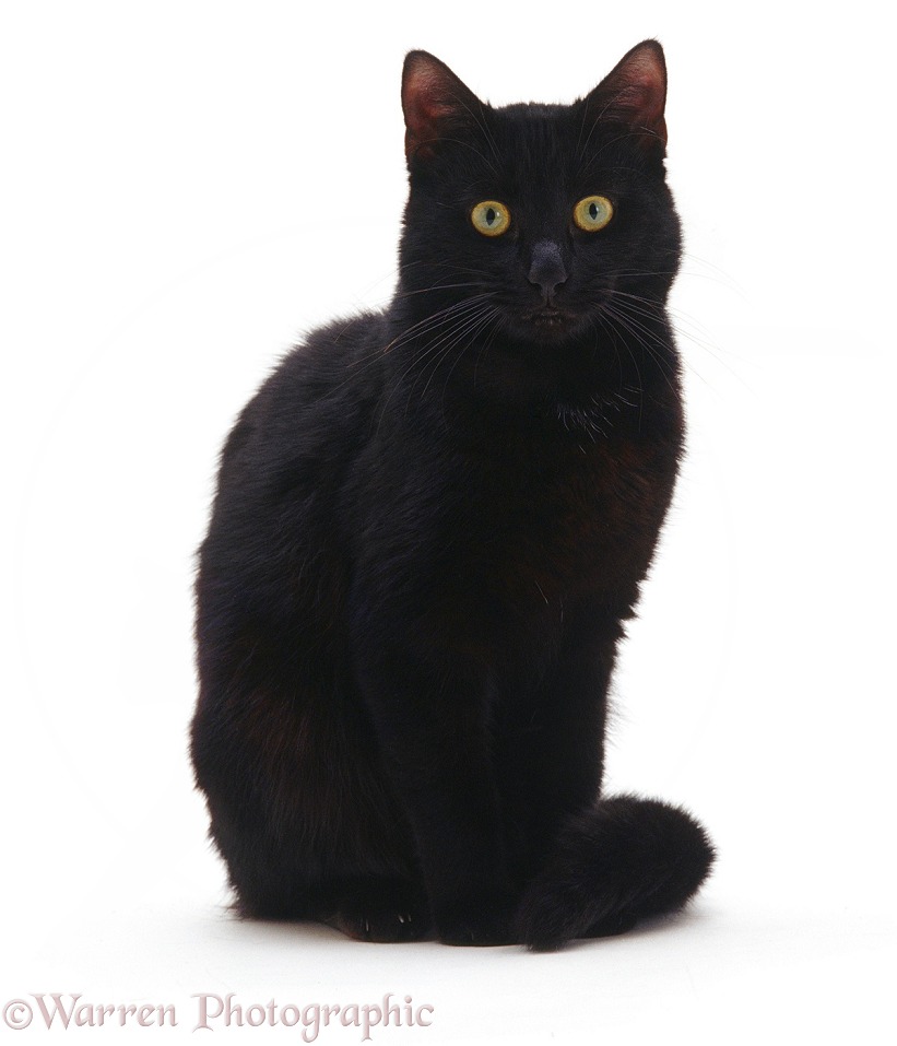 Black cat sitting, white background