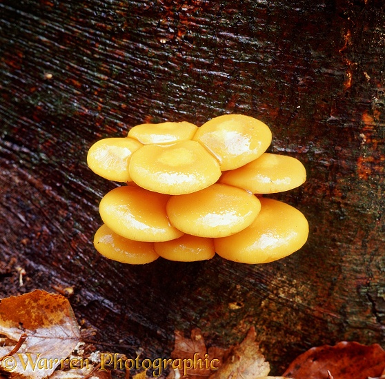 Sulphur Tuft Fungi (Hypholoma fasciculare)