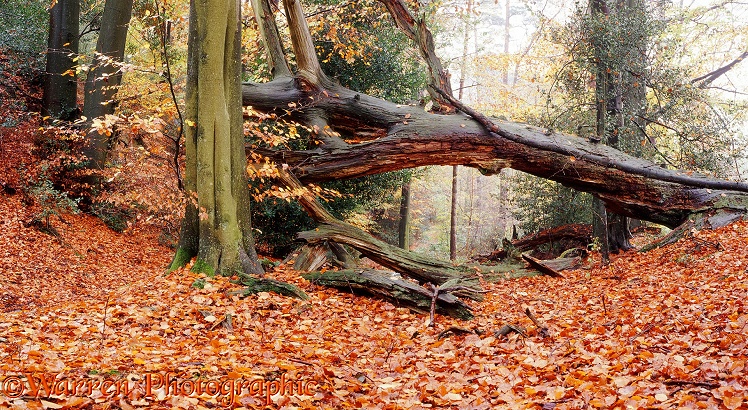 Autumnal woodland.  Surrey, England