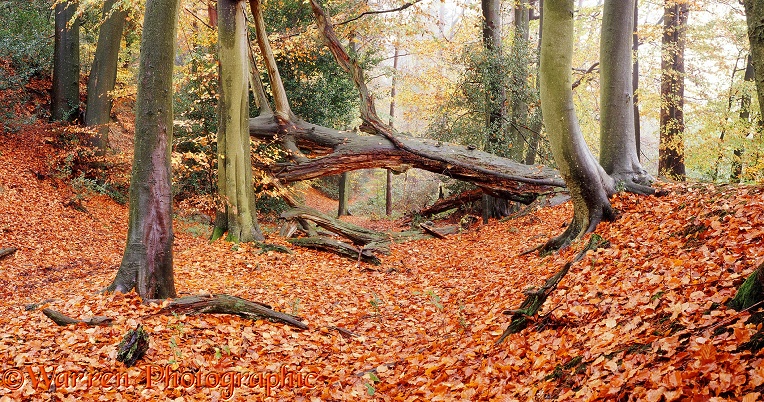 Autumnal woodland.  Surrey, England