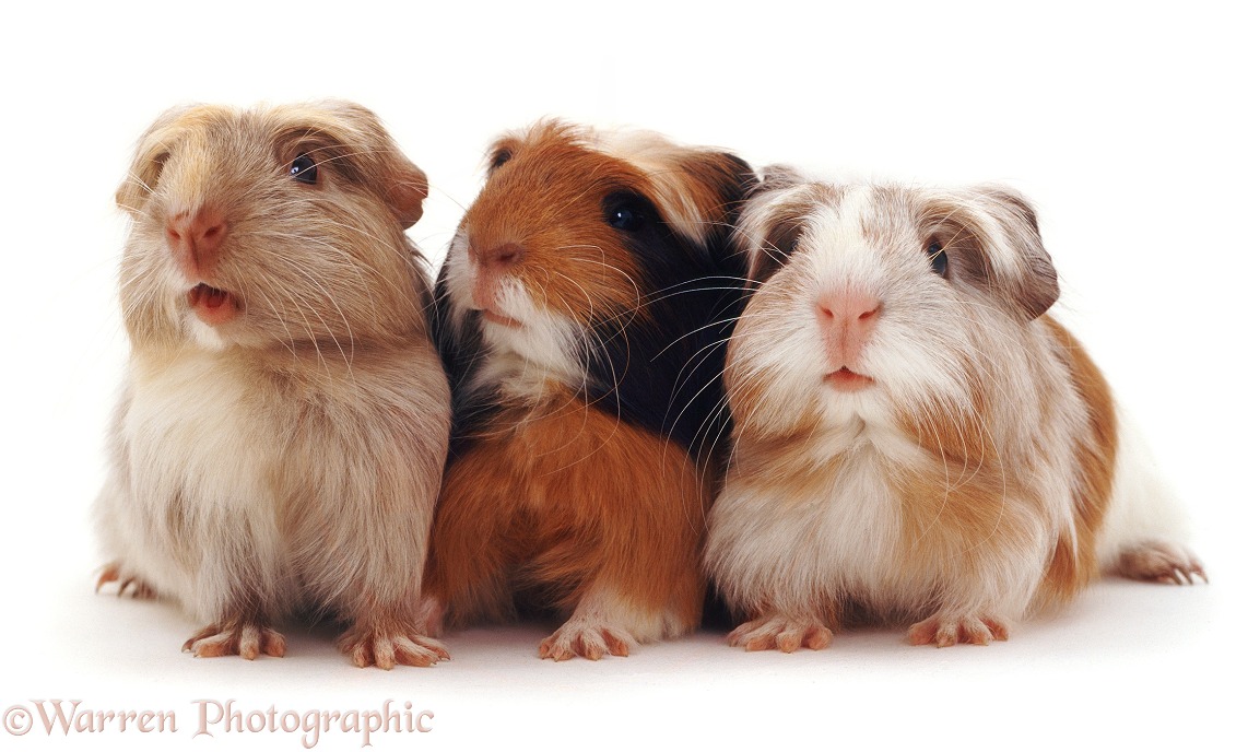 Trio of Guinea pigs, white background