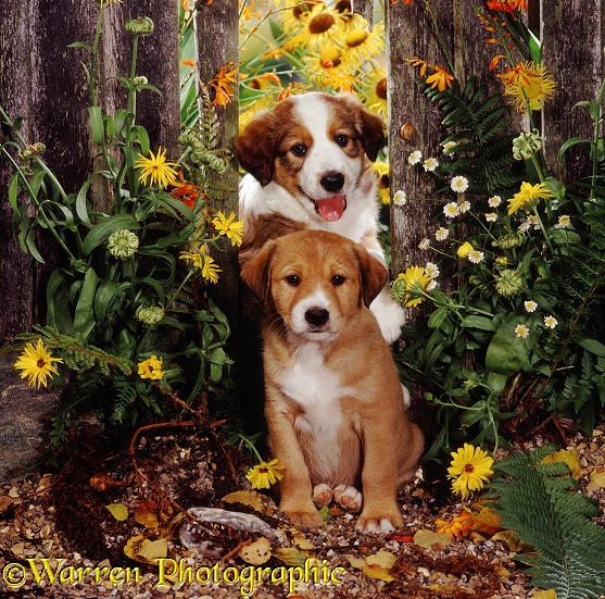 Border Collie pups with flowers and fence