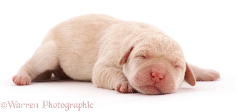 Yellow Labrador Retriever pup Tweedledum, newborn, white background
