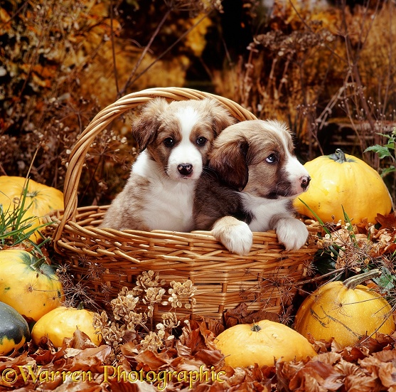 Two sable-and-white Border Collie pups, 6 weeks old, in a basket, with squashes and autumn leaves