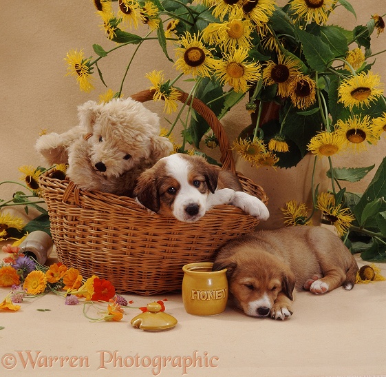 Border Collie pup Dylan falling asleep beside the licked-out honey pot; with brother Juke and cream teddy bear in the basket with yellow daisies. 5 weeks old