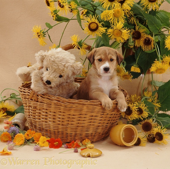 Border Collie pup Dylan, 5 weeks old, in the basket with cream teddy bear; with licked-out honey pot and yellow daisies