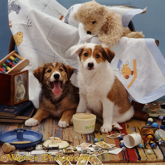 Border Collie pups Jolly and Bubbles, 9 weeks old, have had the nursery tablecloth off, and the butter dish with it. With cream teddy bear and photo of a small boy who seems to be laughing at them