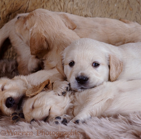 Golden Retriever pups, 1 month old