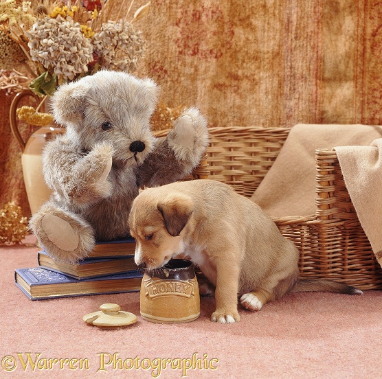 Border Collie pup Dylan, 5 weeks old, licking out the honey pot; with brindle teddy bear beside dog-basket bed